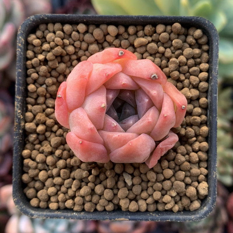 ping succulent Echeveria 'Pink Ping Pong' 1" New Hybrid Small Succulent Plant – True Succulents Plant Co