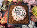 Echeveria 'Snowmint' 1" Succulent Plant