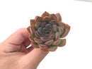 Echeveria 'Fiona' 2" Succulent Plant