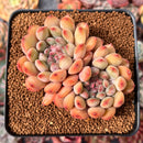 Echeveria 'Chubby Lips' 4" Succulent Plant