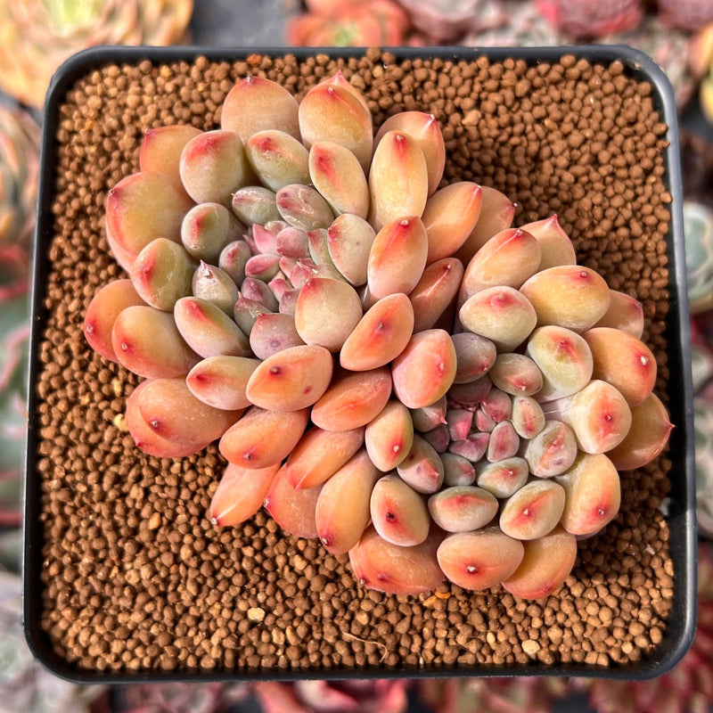 succulents with lips Echeveria 'Chubby Lips' 4" Succulent Plant – True Succulents Plant Co