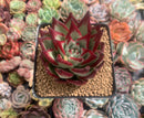 Echeveria Agavoides 'Casio' 4" Succulent Plant