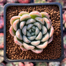 Echeveria 'Elsa' 2" Powdery Succulent Plant