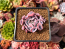 Echeveria 'Trumpet Pinky' 1"-2" Succulent Plant