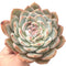 Echeveria 'Monroe' Extra Large 6" Rare Succulent Plant