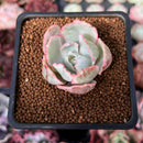 Echeveria 'Berkley Light' Variegated 1” Succulent Plant
