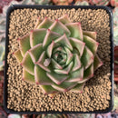 Echeveria Agavoides 'Hongja' 2" Succulent Plant