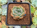 Echeveria 'Starmark' 2" Succulent Plant