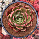 Echeveria Agavoides 'Salu' 3" Succulent Plant