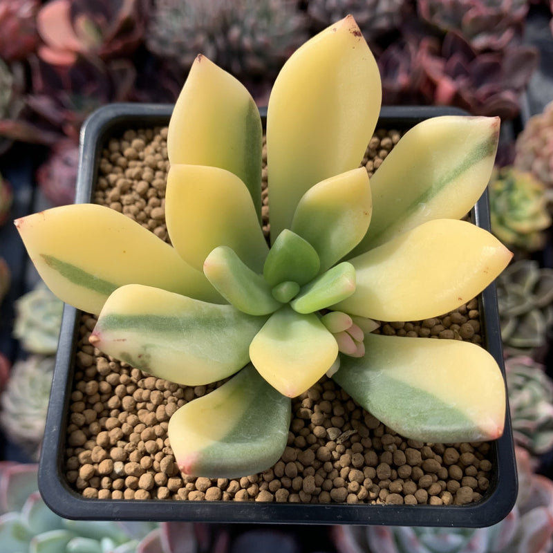 Pachyphytum 'Doctor Cornelius' Highly Variegated 3"-4" Succulent Plant