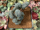Echeveria Setosa Var. Deminuta Crested 3" Succulent Plant