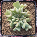 Echeveria 'Topsy Turvey' 2"-3" Cutting Succulent Plant