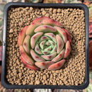 Echeveria 'Black Panther' 2" Succulent Plant