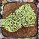 Echeveria 'Lemon and Lime' Crested 5" Succulent Plant