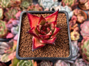 Echeveria Agavoides 'Ebony' Hybrid 2" Succulent Plant