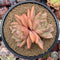 Echeveria Agavoides 'Orange Champaign' 4"-5" Succulent Plant