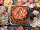 Echeveria 'Scarletta' 1" Succulent Plant