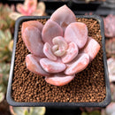 Echeveria 'Florence' 2" Succulent Plant