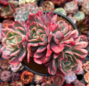 Echeveria 'Luella' Variegated 5" Cluster Succulent Plant