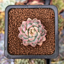 Echeveria 'Mebina' Variegated 1" Succulent Plant