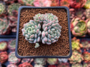 Echeveria 'Pearl Bean' 1" Cluster Succulent Plant