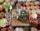 Cotyledon 'Orbiculata' Variegated 3" Succulent Plant
