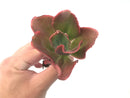 Echeveria Frill Sp. 3" Succulent Plant
