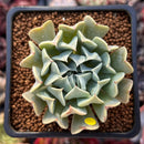 Echeveria 'Revolution' 1" Succulent Plant