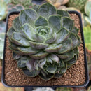 Echeveria 'Lucidium Roman' 4" Succulent Plant
