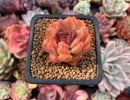 Echeveria Agavoides sp. 1" Small Succulent Plant