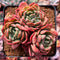 Echeveria Agavoides 'Denteulajjaem' 3" Cluster Succulent Plant