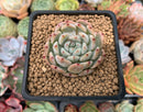 Echeveria 'Viyant' 1" Succulent Plant
