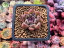 Echeveria Agavoides 'Black Queen' 1"-2" Succulent Plant
