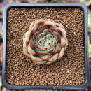 Echeveria 'Zera' 1" New Hybrid Succulent Plant