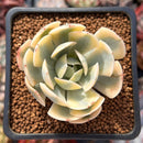 Echeveria Runyonii Variegated (Aka Echeveria 'Akaihosi' Variegated) 2" Succulent Plant