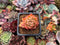Echeveria Agavoides 'Spicy' 1" Cluster Succulent Plant