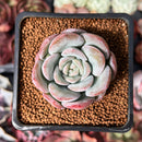 Echeveria 'Milk Rose' 2" Succulent Plant