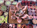 Echeveria 'Purple Champaign' 3" Succulent Plant
