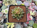 Echeveria Agavoides sp. 2"-3" Succulent Plant