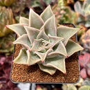 Echeveria 'Madiba' 2"-3" Succulent Plant