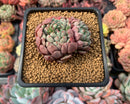 Echeveria 'Blue Surf' 2" Succulent Plant