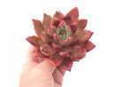 Echeveria Agavoides Redmond Hybrid 5” Specimen Rare Succulent Plant