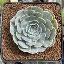 Echeveria 'Rumpil' 3" Succulent Plant
