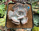 Echeveria 'Lilacina' Marble Variegated 2"-3" Succulent Plant