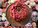 Echeveria Agavoides 'Deep Red' 4"-5" New Hybrid Succulent Plant