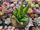 Aloe 'Nobilis' Variegated 5" Large Succulent Plant