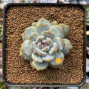Echeveria 'Orange Monroe' 2" Succulent Plant