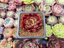 Echeveria Agavoides 'Superbell' 1" Small New Hybrid Succulent Plant