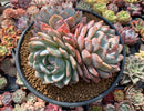 Echeveria 'Orange Monroe' 8" Cluster Extra Large Succulent Plant