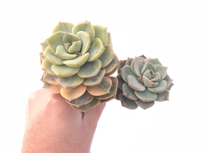 titubans variegated succulent Echeveria Titubans Variegated Large Cluster 6” Rare Succulent Plant – True Succulents Plant Co